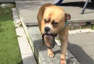 妹を失った犬が、一日中彼女の首輪をくわえている姿に胸が締め付けられる