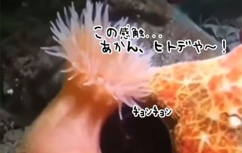 泳げるんかい！ヒトデに近づかれたイソギンチャクが全力で逃げ去る瞬間