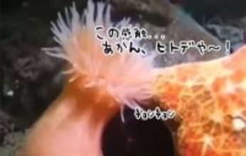 泳げるんかい！ヒトデに近づかれたイソギンチャクが全力で逃げ去る瞬間
