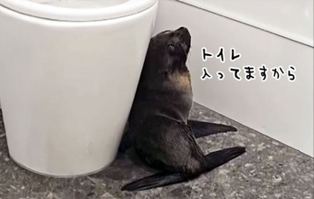 バーに迷い込んだオットセイの赤ちゃん、トイレに立てこもる事案が発生