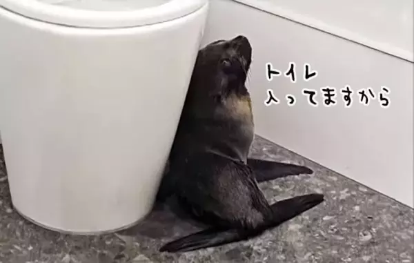 バーに迷い込んだオットセイの赤ちゃん、トイレに立てこもる事案が発生