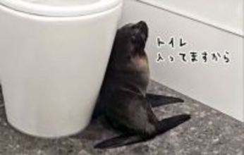 バーに迷い込んだオットセイの赤ちゃん、トイレに立てこもる事案が発生