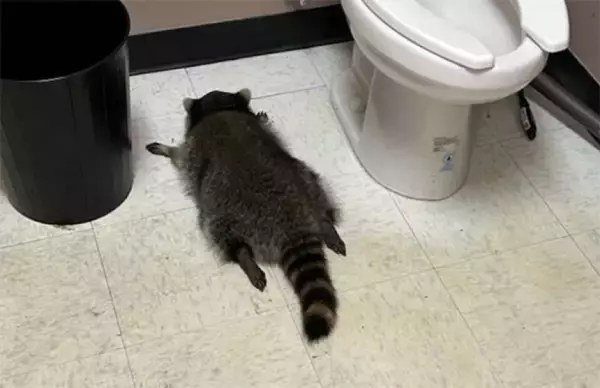 トイレで泥酔アライグマがヒーローに！支援グッズが売れて保護施設に多額の寄付金が集まる