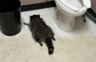 トイレで泥酔アライグマがヒーローに！支援グッズが売れて保護施設に多額の寄付金が集まる