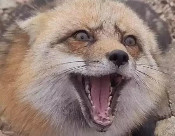 みゃあみゃあ、オヤツをちょうだいな！保護狐、まるで猫みたいな鳴き声でおねだりする