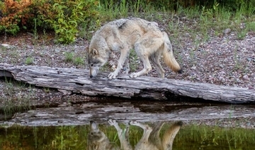 カニ漁罠の紐を引き、餌肉を取り出すオオカミの姿を発見。道具使用の初の証拠か？