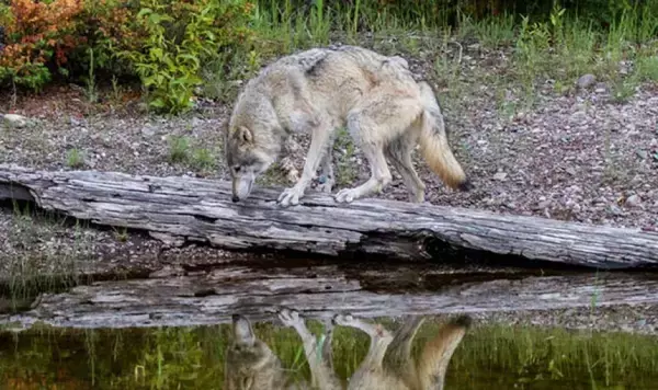 カニ漁罠の紐を引き、餌肉を取り出すオオカミの姿を発見。道具使用の初の証拠か？