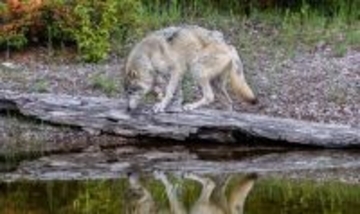 カニ漁罠の紐を引き、餌肉を取り出すオオカミの姿を発見。道具使用の初の証拠か？