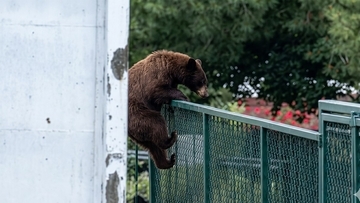 一方アメリカでは、クマが学校に通おうとしていた。フェンスをよじ登ろうとする姿を目撃