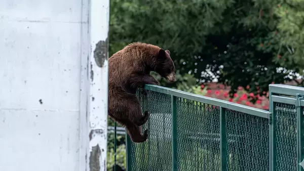 一方アメリカでは、クマが学校に通おうとしていた。フェンスをよじ登ろうとする姿を目撃