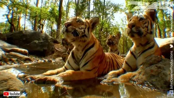 今年1年お疲れ様！スパイカメラがお届けする、虎の子供たちのまったりタイムをご堪能ください