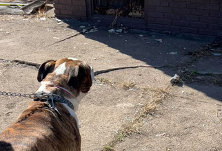 男性が火事から女性を救出、男性の愛犬が女性の愛犬を救出