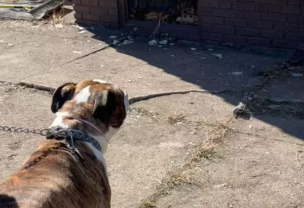 男性が火事から女性を救出、男性の愛犬が女性の愛犬を救出