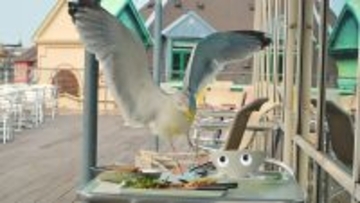 食べ物をカモメから守るには、パッケージに「目玉」を描けばいい。イギリスで研究実証