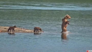 子供たちに独特の二足歩行でサケ狩りを教えるヒグマのママン