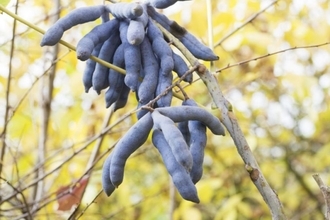 「死者の指」と呼ばれる青く奇妙な果実がある。しかも食べられる