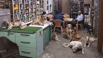 インドの店主が暑さから逃げ場のない野良犬たちに店を開放。約10匹が涼むやさしい世界