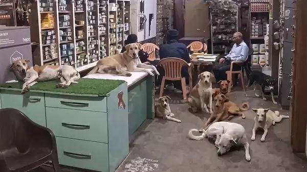 インドの店主が暑さから逃げ場のない野良犬たちに店を開放。約10匹が涼むやさしい世界