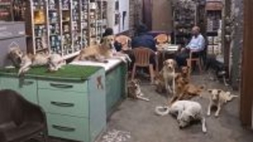 インドの店主が暑さから逃げ場のない野良犬たちに店を開放。約10匹が涼むやさしい世界
