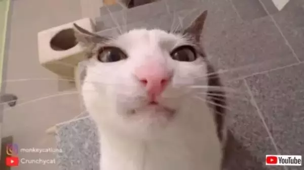 猫好きのためのASMR～キュートな猫のカリカリ音を存分にお楽しみください