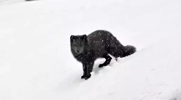 冬に白くならないホッキョクギツネが存在する