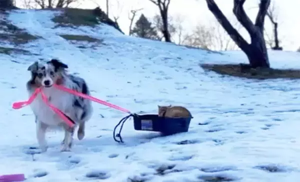 そりで猫さんを遊ばせたい！犬が猫用トイレを引っ張り大奮闘