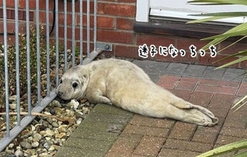 住宅街の玄関に迷子のアザラシがちょこん。郵便配達員が発見し無事保護