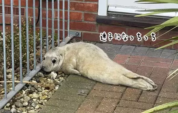 住宅街の玄関に迷子のアザラシがちょこん。郵便配達員が発見し無事保護