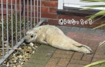 住宅街の玄関に迷子のアザラシがちょこん。郵便配達員が発見し無事保護