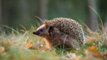 ナミハリネズミは人には聞こえない超音波を聞き取れる。交通事故防止に役立つかもしれない