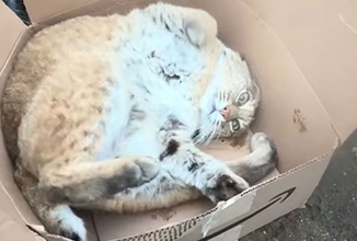 結局ネコ科はみんなこう。Amazonの箱で遊び倒す野生のボブキャットがイエネコと一緒