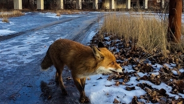 ロシアによるウクライナ侵攻で野生動物の行動に変化。夜の活動が減少