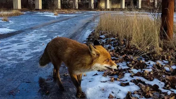 ロシアによるウクライナ侵攻で野生動物の行動に変化。夜の活動が減少