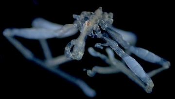 3つの唇に赤い目。新種のウミグモがカナダの海で約100年ぶりに発見される