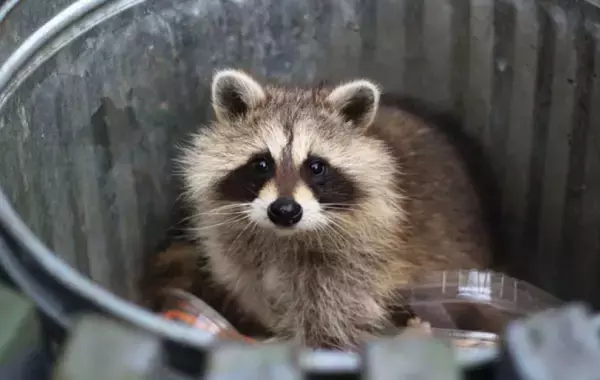 アメリカ都市部のアライグマに変化。顔つきが変わり攻撃性が低下、家畜化の傾向