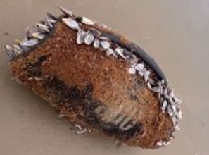 3ヶ月間海を漂流したJBLスピーカー、フジツボまみれでも動作する驚異の耐久性