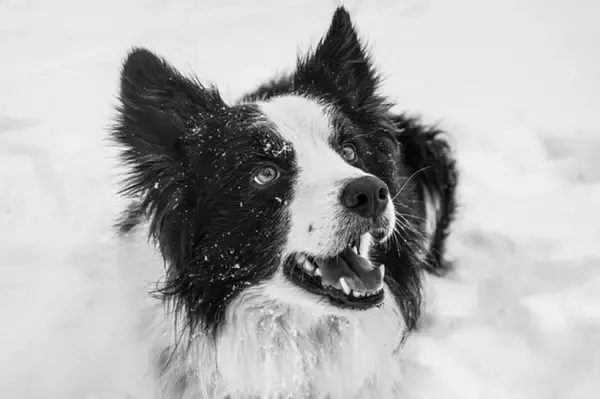 つらい雪かきが楽しくなる理由。ボーダーコリーが曲芸を披露