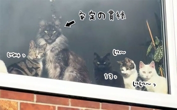 窓際で飼い主の帰宅を待ちわびる猫たちの中で、圧倒的存在感を放つメインクーン