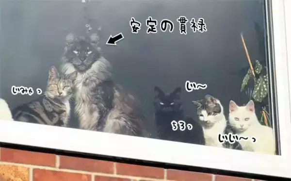 窓際で飼い主の帰宅を待ちわびる猫たちの中で、圧倒的存在感を放つメインクーン