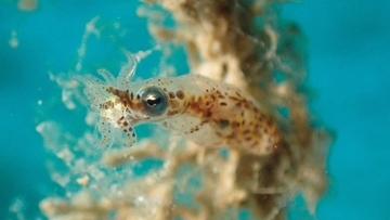 イカ類は1億年前の深海で誕生し、大量絶滅を生き延び多様化した