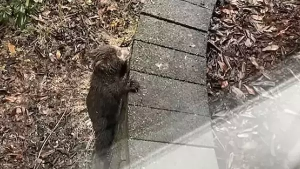 ママァ～！母親を求めて泣き叫ぶ子グマを救うため近隣住民が協力。無事保護される