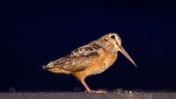 アメリカヤマシギの可愛らしいダンスがニューヨーカーたちを1つにする