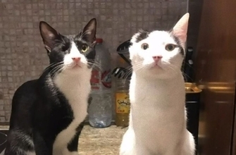 片耳の猫と片目の猫が最強の仲良しペアに。2匹で1つのニコイチコンビ