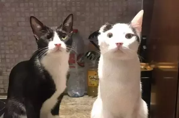 片耳の猫と片目の猫が最強の仲良しペアに。2匹で1つのニコイチコンビ