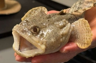 魚の腸内細菌が海の炭素循環を支えている可能性