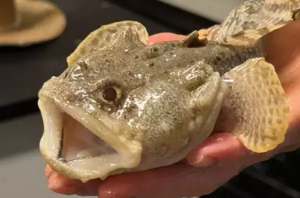 魚の腸内細菌が海の炭素循環を支えている可能性