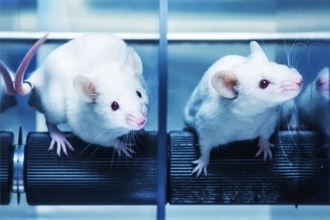 若者の脳脊髄液を移植すると衰えた記憶力が蘇ることがマウス実験で明らかに