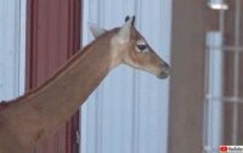 アメリカで生まれた「模様のないキリン」が愛されながら2歳で亡くなる