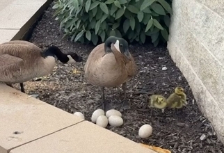 子宝に恵まれなかったカナダガンのつがい、孤児のヒナに出会い最高の親鳥になる