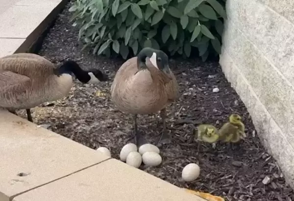 子宝に恵まれなかったカナダガンのつがい、孤児のヒナに出会い最高の親鳥になる